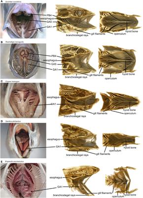 Diversity of filter feeding and variations in cross-flow filtration of five ram-feeding fish species